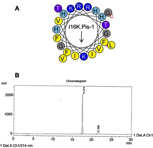 Figure S5 Helical wheel projections and retention time for I16K-piscidin-1. (A) Residues are numbered starting from the N-terminus. Hydrophobic and positive charge residues are defined with yellow and blue color, respectively. (B)  Chromatogram for piscidin-1, dominant peak is synthetic I16K-piscidin-1.Abbreviation: I16K.Pis-1, I16K-piscidin-1.
