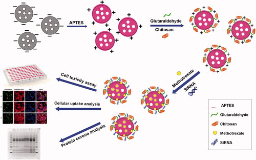 Figure 1. Visual representation of the loading of MTX and STAT3-siRNA by chMSNs.