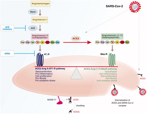 Figure 1. ACE2 as a key component of the RAAS and as the cell surface receptor for SARS-CoV-2 infection. The RAAS comprises two ‘arms’ or pathways that are opposing or counter-regulating in their actions and it is their relative balance that determines the physiological/pathological consequences. This simplified schematic shows that upon conversion of Angiotensinogen into Angiotensin 1 by renin, the octapeptide Angiotensin II (Ang II) is produced by the action of angiotensin-converting enzyme (ACE) on Angiotensin I that can exert its actions via the AT1 receptor (AT1R). Ang II can also be converted by ACE2 to Angiotensin-(1-7) (Ang-1-7) that can act via it Mas receptor (MasR). The predominance of the ACE-Ang II- AT1 receptor ‘arm’ or pathway leads to actions such as vasoconstriction, cell proliferation, pro-inflammatory and pro-fibrotic signals whereas the activation of the ACE2-Ang-(1-7)-MasR pathway leads to opposing actions of vasodilation, anti-proliferative, anti-inflammatory and anti-fibrotic signals. In addition to its role in RAAS, ACE2 is the receptor by which SARS-CoV-2 gains entry into human cells. Endocytosis of the complex between ACE2 and SARS-CoV-2 viral particles may lead to a reduction in membrane-bound ACE2 levels. Membrane-bound ACE2 can be shed as a soluble form of ACE2 (ACE2s) following cleavage by a disintegrin and metalloprotease 17 (ADAM-17). ACE2s retains it biological activity and might also act as a ‘decoy’ receptor to inhibit SARS-CoV-2 binding to the intended membrane-bound ACE2 receptor. The sites of action for ACE inhibitors and Angiotensin Receptor Blockers (ARBs)-routinely used for treating hypertension and cardiovascular diseases- are shown and these drugs are known to raise ACE2 levels in various fluids/tissues in vivo. Overall balance of ACE2 levels on cells or in body fluids will be dependent on the balance of its synthesis, shedding and/or degradation. The potential interplay of SARS-CoV-2 and the impact of ACE2-rasing medications in COVID-19 patients and the potential implications for shifting the balance between the different ‘arms’ of RAAS is further discussed in the main text.