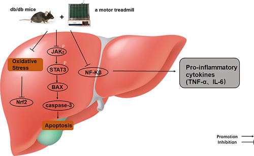 Figure 6 Protective mechanisms of aerobic exercise improving liver inflammation, oxidative stress, and apoptosis.