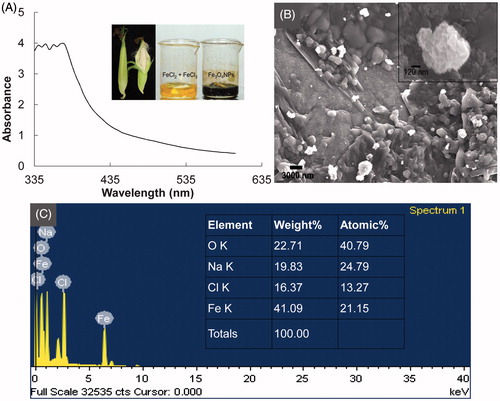 Figure 1. (A) UV-Vis spectrum of the Fe3O4 nanoparticles (inset: The ear leaves covering corn used for the synthesis of Fe3O4 nanoparticles and, FeCl2 and FeCl3 as the precursor compounds in aqueous extract of corn ear leaves (yellow) and synthesized Fe3O4 nanoparticles (black)); (B) Scanning electron microscopy (FE-SEM, inset: Selected Fe3O4 nanoparticle for EDX analysis); and (C) energy-dispersive X-ray spectroscopy (EDX, inset: elemental composition of Fe3O4 nanoparticle) of the Fe3O4 nanoparticles.