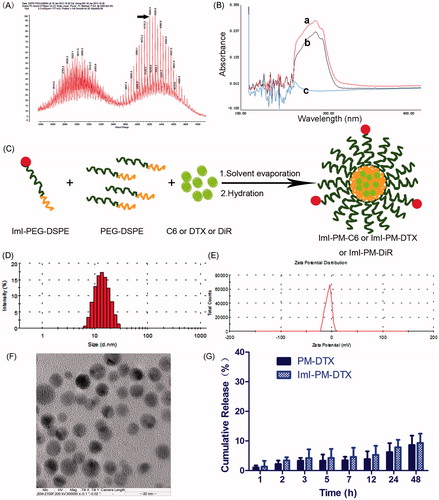 Figure 1. Preparation and characterization of DTX-loaded micelles. (A) MALDI-TOF mass spectra of targeting material ImI-PEG-DSPE. (B) The UV–Vis spectra scanning profiles of (a) ImI, (b) ImI-PEG-DSPE, and (c) NHS-PEG-DSPE in DMSO. (C) Schematic illustrations of preparation of drug-loaded micelles. (D) Representative size distribution profile of ImI-PM-DTX by intensity. (E) Representative zeta potential profile of ImI-PM-DTX by DLS. (F) TEM image of ImI-PM-DTX. (G) In vitro cumulative release of DTX from micelles in RPMI 1640 medium containing 10% FBS (n = 3).