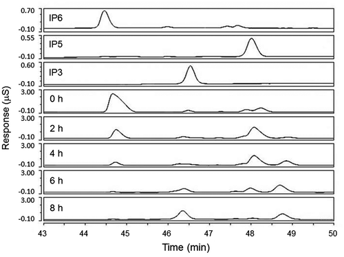 Fig. 5. Detection of MI phosphates.Notes: Aliquots of the reaction mixtures were extracted after 0, 2, 4, 6, and 8 h and then subjected to high-pressure capillary ion chromatography to detect MI phosphates. IP6, IP5, and IP3 contained the respective reference standards (10 ppm).
