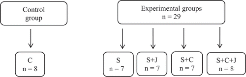 Figure 1. Experimental group: Control group (C) fed with a standard diet and water ad libitum; group fed with a standard diet and plus 30% sucrose in drinking water (S); group fed with high-carbohydrate diet and administrated with blackberry juice processed with microwaves and ultrasound 4.2 mL/kg (S + J), group fed with standard diet, 30% sucrose in drinking water and cholesterol 1 g/kg (S + C) and administrated with blackberry juice processed with microwaves and ultrasound 4.2 mL/kg (S + C + J). Non-processed blackberry juice was not tested.Figura 1. Grupo experimental: Grupo control (C) alimentado con una dieta estándar y agua ad libitum; grupo alimentado con una dieta estándar y con sacarosa al 30% (S); grupo alimentado con sacarosa al 30% y administrado con jugo de zarzamora procesado con microondas y ultrasonido 1 g/kg (S + J), grupo alimentado con dieta estándar, sacarosa al 30% y colesterol (1 g/kg, S + C) y un grupo administrado con dieta estándar, sacarosa al 30%, colesterol (1 g/kg) y jugo de zarzamora procesado con microondas y ultrasonido 4.2 mL/kg (S + C + J). El jugo de zarzamora sin procesar no fue incluido en el estudio