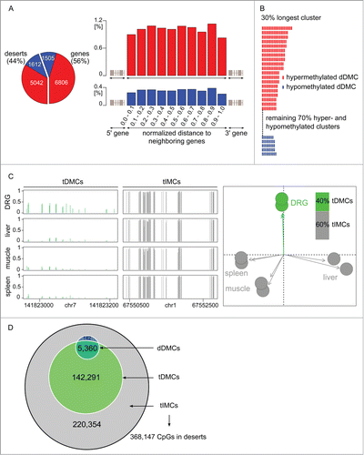 Figure 3 (See previous page). Methylome remodeling of gene deserts. (A) Desert dDMCs. Nearly half of the CpGs undergoing statistically significant hyper- or hypo-methylation in response to nerve injury, dDMCs, were discovered in intergenic regions, 44% of dDMCs in the study (left panel). The distribution was even across the intergenic span, as seen from the combined analysis of the location of 5,042 hypermethylated and 1,612 hypomethylated sites (right panel). The likelihood of a CpG to be differentially methylated (after SNL) was independent of its distance from the closest gene, thereby authenticating the classification of all these sites as "desert dDMCs." (B) Uniformity of desert dDMC clusters. Neighboring dDMCs in gene deserts underwent unidirectional methylation change forming clusters. All clusters consisting of ≥5 dDMC members were examined. The largest clusters (unselected) are shown. Non-randomness was significant with P < 0.05 to P < 2 × 10−6 for sizes ranging from 7 to 21. Red bar: hypermethylated dDMC. Blue: hypomethylated dDMC. A complete depiction of clusters is provided in Figure S3. (C) DRG-specific partitioning of the gene desert methylome. Cytosine methylation sites were dichotomized into tissue-differentially methylated CpGs (tDMCs) and tissue-invariant methylated CpGs (tIMCs), demarcating CpGs that are DRG specific, tDMCs, and others that were equally methylated in all organs, tIMCs. Rat control DRG (new replicates), spleen, muscle, and liver were compared. Sample regions with tDMCs and tIMCs are shown (left). The absolute methylation level is represented on the y-axis. A principal components analysis (PCA) confirmed organ-specific methylation of gene deserts (right). (D) Desert remodeling after SNL (dDMCs) occurs at CpG with a DRG-specific methylation level (tDMCs). CpG undergoing methylation changes in response to SNL, dDMCs, were a subset of tDMCs. The enrichment of dDMCs in the tDMC vs. tIMC subsets of CpG sites was highly significant (P < 10−15). Gene desert methylation can be divided according to a dual model: The majority of CpG methyl-marks remain stable organism-wide regardless of tissue type or pathology; a substantial minority of CpG methyl-marks, tDMCs, are DRG-specific and encompass all sites capable of responding to changes in the environmental such as at the CpG sites identified in the present study as dDMCs through their response to nerve injury.