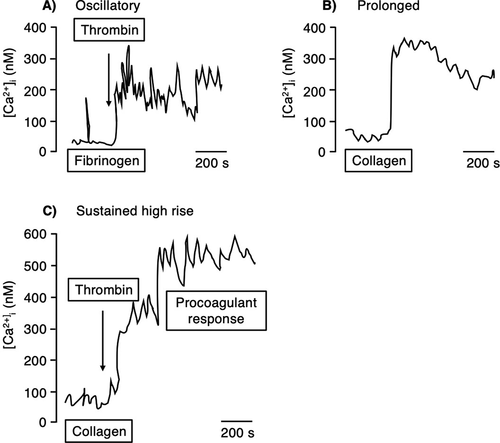 Figure 2. Schematic representation of the different pattern of calcium responses in a single platelet stimulated by GPCRs or ILRs agonists. Fura2-labeled platelets were allowed to adhere to fibrinogen (A) or collagen (B, C) surfaces. Thrombin addition is indicated by an arrow. A) The GPCR agonist, thrombin, promotes oscillatory calcium traces in single platelets calcium signaling, while B) collagen, as an agonist of ILRs, promotes a sustained calcium rise. C) Procoagulant response, due to anoctamin-6 activation, was triggered by a continued high calcium rise after stimulation by collagen and thrombin. Schematic traces are based on published measurements in single platelets [Citation12–15].[Citation103]