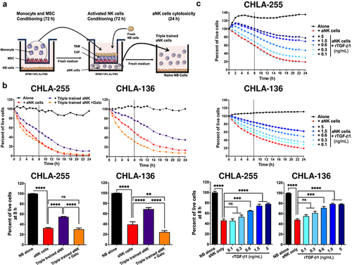 Figure 5. CAF and TAM inhibit the cytotoxicity of NK cells against NB cells by a TGF-β1-dependent mechanism.