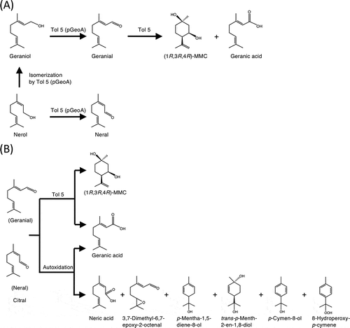 Figure 6. Reaction schemes of citral and its precursors in this study.(A) Biotransformation of citral precursors (geraniol and nerol) by Acinetobacter sp. Tol 5 and its transformant expressing geraniol dehydrogenase. (B) Biotransformation products of citral by Acinetobacter sp. Tol 5 and autoxidation products of citral in the cultivation condition of Tol 5 cells.