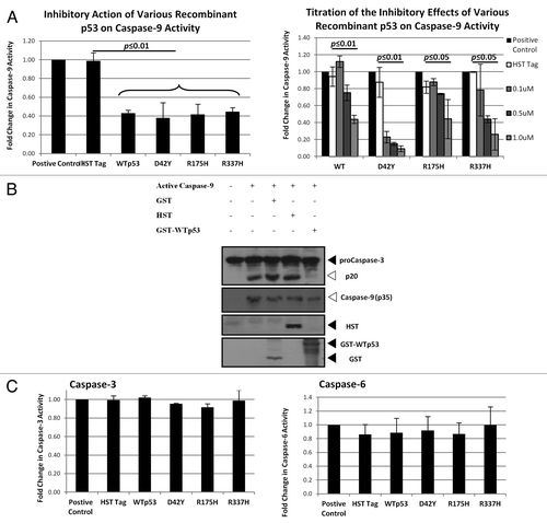 Figure 3. WT and mutant p53 interacts directly with caspase-9.(A) One µM of recombinant p53 was incubated with recombinant active caspase-9 and the caspase-9 activity was measured after 1 h incubation (left panel). Increasing concentrations of the various recombinant p53 used in (A) were incubated with recombinant active caspase-9, and the caspase-9 activity was measured after 1 h incubation (right panel). (B) Procaspase-3 was expressed using an IVT system and the recombinant active caspase-9-induced cleavage was probed in the presence of control proteins and recombinant WTp53 after 2 h incubation. (C) One µM of recombinant p53 was added to recombinant active caspase-3 (left panel) or caspase-6 (right panel) and the activities of the respective caspases were measured after 1 h incubation.