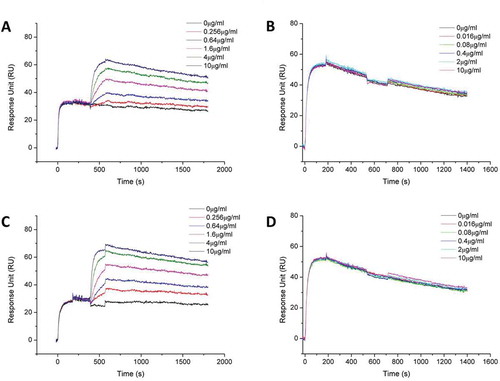 Figure 4. Biacore binding kinetic study of MBS301 to HER2 in competition with T-mab, P-mab, respectively. (a). 10 μg/ml T-mab was followed by co-injection of HER2-ECD-His on CM5 Chip, then followed by serially diluted MBS301. (b). 10 μg/ml MBS301 was followed by co-injection of HER2-ECD-His on CM5 Chip, then followed by serially diluted T-mab. (c). 10 μg/ml P-mab was followed by co-injection of HER2-ECD-His on CM5 Chip, then followed by serially diluted MBS301. (d). 10 μg/ml MBS301 was followed by co-injection of HER2-ECD-His on CM5 Chip, then followed by serially diluted P-mab.