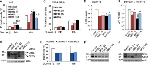 FIG 8 DR5 siRNAs protect from death induced by glucose deprivation. (A and B) HeLa cells were transfected with DR5L (1), DR5L (2), DR5S, DR5 (Tot), or the control siRNA. At 24 h posttransfection, cells were incubated without glucose for 24 and 48 h and collected to determine PI incorporation by FACS analysis (A) or Western blot analysis of DR5 48 h after treatment (B). The averages and SEM of data from at least three experiments are shown. (C) HeLa-Bcl-xL cells were transfected with DR5L (1), DR5L (2), DR5S, or the control siRNA. At 24 h posttransfection, cells were incubated without glucose for 24 and 48 h and collected to determine PI incorporation by FACS analysis. The averages and SEM of data from at least three experiments are shown. (D) Control HeLa cells and cells deficient in DR5 (KO1 and KO2) were incubated without glucose for the indicated times, and the number of dead cells was determined with a microscope. Shown are averages and SEM of data from three independent experiments. Western blotting for the expression of DR5 is shown in Fig. 9F. (E and F) HCT116 cells were transfected with DR5L (1), DR5L (2), DR5S, DR5 (Tot), or the control siRNA. At 24 h posttransfection, the cells were incubated without glucose for 24 h and collected for an LDH test. The averages and SEM of data from four experiments are shown. Western blotting of DR5 after 24 h of treatment is shown in panel F. (G and H) Bax/Bak−/− HCT116 cells were transfected with DR5L (1), DR5L (2), DR5S, DR5 (Tot), or the control siRNA. At 24 h posttransfection, cells were incubated without glucose for 72 h and collected for an LDH test. The averages and SEM of data from four experiments are shown. Western blotting of DR5 in Bax/Bak−/− HCT116 cells 72 h after treatment is shown in panel H. *, P < 0.05; **, P < 0.01; ***, P < 0.001; N.S., not significant.