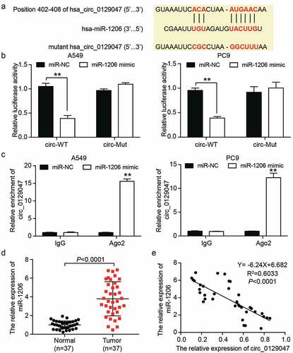 Figure 4. Circ_0129047 served as a sponge of miR-1206 in LAC cells. (a) Schematic diagram of circ_0129047 with miR-1206 binding sites predicted by TargetScan. (b) Dual-luciferase reporter assay was carried out to verify the relationship between circ_0129047 and miR-1206 in A549 and PC9 cells co-transfected with wild-type or mutant circ_0129047 luciferase reporter vector and miR-1206 mimic or miR-NC, circ-WT: wild-type circ_0129047, circ-Mut: mutant circ_0129047, **P < 0.001, ANOVA. (c) RIP assay was carried out using anti-Ago2 antibody or anti-IgG antibody in A549 and PC9 cells transfected with miR-1206 mimic or miR-NC, followed by RT-qPCR analysis for circ_0129047 expression, **P < 0.001 compared with the miR-NC and IgG group, ANOVA. (d) RT-qPCR analysis was carried out for miR-1206 expression in human LAC tissues and adjacent normal tissues, n = 37, Student’s t-test. (e) Correlation between circ_0129047 and miR-1206 expression in 37 human LAC tissues was determined by Pearson correlation analysis.
