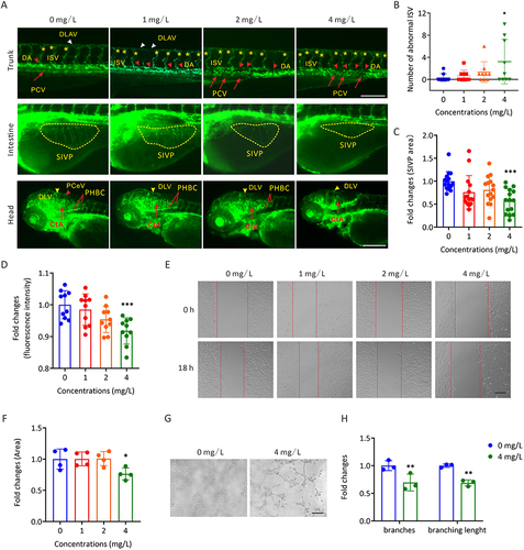 Figure 3 The toxic effects of AgNP exposure on vascular development in zebrafish embryos and HUVECs. (A) Representative images of vasculatures of Tg(flk:eGFP) zebrafish treated with AgNP for 72 h. Scale bars, 200 μm. (B) Number of abnormal ISV in zebrafish embryos after 72 h of AgNP treatment at various concentrations (n = 9 for each group). (C) The areas of the SIVP basket in AgNP-treated zebrafish embryos after 72 h at various concentrations (n = 15 for each group). (D) The fluorescence intensities of blood vessels in the brains of zebrafish embryos after 72 h of AgNP treatment at various concentrations (n = 10 for each group). (E and F) The representative images and quantification of scratch migration in HUVECs with and without AgNP treatment at various concentrations (0, 1, 2, and 4 mg/L) and time points (0 and 18 h; n = 4 replicates). (G and H) Representative images and quantification of tube formation in AgNP-treated HUVECs at various concentrations (0 and 4 mg/L; n = 3 replicates) after 72 h. Data are shown as the means ± SEM. *P < 0.05, **P < 0.01, and ***P < 0.001. In the trunk panel are red arrowheads, DA; white arrowheads, DLAV; red arrows, PCV; asterisks, ISV. In the intestine panel, yellow broken circle, SIVP. In the head panel are yellow arrowheads, DLV; red arrowheads, PCeV; red lines, PHBC; red arrows, CtA; red arrowhead, PCeV.