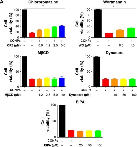 Figure 2 The CD271+/high melanoma cells could take in more CONPs than CD271−/low through clathrin-mediated endocytosis.Notes: (A) Wortmannin and chlorpromazine rather than dynasore, MβCD and EIPA could promote cell viability. Specific endocytosis inhibitors increased the cell viability of A375 cells treated by CONPs. After being pretreated with 5 kinds of endocytosis inhibitors respectively at different concentrations, A375 cells were cultivated in CONP medium (3.5 μg/mL) for 48 hours. Cells in control group were incubated in CONP medium without pretreatment of inhibitors. CCK8 assay was used to validate effect of inhibitor, n=3. (B) Chlorpromazine (5 μM) declined the content of Cu of A375 cells through inhibiting absorption of A375 cells. A375 cells were incubated in CONP medium (3.5 μg/mL) for 3, 6 and 9 hours after chlorpromazine treatment for 2 hours. Intracellular Cu means the total content of Cu in 107 A375 cells, n=3. (C) Chlorpromazine (5 μM) could significantly decline the content of Cu in CD271+/high cells. After treating A375 as (B), A375 cells were separated into CD271+/high cells and CD271−/low cells by FACS and the intracellular Cu was tested by GF-AAS, n=3. (D) After cells were treated with CONPs (3.5 μg/mL) for 24 hours, one part of cells was harvested for GF-AAS test, whereas the other part of cells was transferred into CONP-free medium and harvested after 24 and 48 hours, respectively for GF-AAS test. (E) The expression of MITF and SOX10 decreased in CD271+/high and CD271−/low cells after CONP treatment. A375 cells were treated with CONPs (1.75 μg/mL) for 72 hours, collected and separated into CD271+/high and CD271−/low cells by FACS for Western blotting. The error bars represent ± standard deviation (*P<0.05, **P<0.01); n= biological replicates.Abbreviations: CONPs, cuprous oxide nanoparticles; FACS, fluorescence-activated cell sorting; GF-AAS, graphite furnace atomic absorption spectrometry; EIPA, 5-(N-ethyl-N-isopropyl) amiloride.