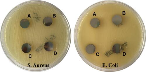 Figure 18 Inhibition zone experiment of each group. (A) CoCrMo; (B) CoCrMo/GO, (C) CoCrMo/ε-PLL, and (D) CoCrMo/GO/ε-PLL.