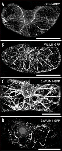 Figure 2 Typical actin cytoskeleton patterns in tobacco BY2 cells that have been transiently transformed, using a particle gun, with GFP-fABD2 (A), WLIM1-GFP (B), and 3xWLIM1-GFP (C and D). For each construct, more than 60 cells were analyzed by confocal microscopy. In the case of 3xWLIM1-GFP, two prevalent patterns have been observed (C and D). Bars = 20 µm.