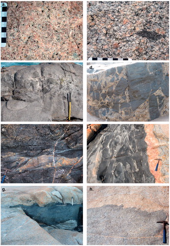 Figure 3. Physical magmatic features of the St Peter Suite. (a) Detail of typical medium-grained, equigranular granite texture within felsic magma chamber, near Ceduna. (b) Detail of typical medium-grained, equigranular granite texture with mafic schlieren, Point James. Mafic body of the St Peter Suite, Cap Rosilly. (c) Quartz-poor diorite form pillow-like structures within a more leucocratic quartz diorite groundmass, Cap Rosilly. (d) Magmatic breccia body, Cap Rosilly, in which diorite body is brecciated by granite phase. (e) Mineral cross bedding within pyroxenite layer, Cap Rosilly. (f) Mafic dyke intruding granitoid showing lobate contacts with the host granitoid and zones of mingling and likely hybridisation between felsic and mafic compositions within the mafic dyke mafic itself. Point Brown locality. (g) Monzogranite intruded by basaltic sheet that locally has irregular, lobate contacts with the granite and thin irregular apophysis. Point James locality. (h) Contact zone between weakly foliated granite host and grey, medium-grained, biotite-rich phase that is likely a product of hybridisation between mafic and felsic magmas. This intermediate rock generally has gradational and lobate contacts with the granodiorite.