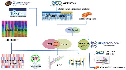 Figure 1. Schematic diagram to illustrate the analysis process in this work. MitoCarta genes: Mitochondrial-related genes; GSEA: Gene set enrichment analysis, MitoDEGs: Mitochondrial related differentially expressed genes; GO: Gene Ontology; KEGG: Kyoto Encyclopedia of Genes and Genomes; LASSO: Least Absolute Shrinkage and Selection Operator; SVM-REF: Support Vector Machine Recursive Feature Elimination; ROC: Receiver Operating Characteristic Curve.