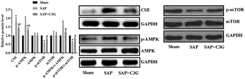 Figure 3 C3G administration suppressed CSE expression and deactivated the AMPK/mTOR pathway. *P<0.05 vs sham group; #P<0.05 vs SAP group.