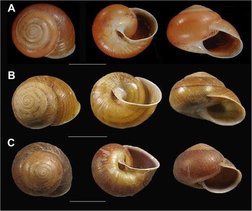 Figure 30. Shell variation in Figuladra aureedensis (Brazier, 1872) comb. nov. A, AMS C.17604, Helix aureedensis (Brazier, 1872) Aureed Id, Torres Strait (error = Johannsen’s Cave, MEQ), holotype; B–C, QMMO4332, Johannsen’s Cave, MEQ (two forms: banded and dark from same population). Scale bars = 10 mm. Image A: Australian Museum.