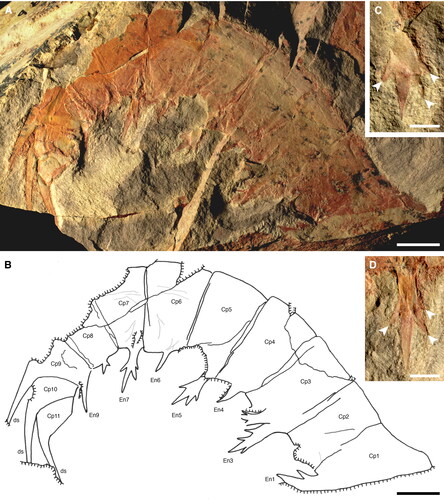 Figure 5. Anomalocaris daleyae sp. nov. Paratype SAMA P55619b. Frontal appendage. A, B, photograph and camera lucida drawing, respectively. C, endite 5 (En5). D, endite 7 (En7). Arrowheads in C, D indicate auxiliary spines; anterior to left, posterior to right. Abbreviations: Cp1–Cp11, claw podomeres 1–11; ds, dorsal spine; En1–9, endites of claw podomeres 1–9. Scale bars: A, B = 10 mm; C, D = 3 mm.