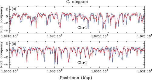 Figure 37. Comparison between our physical model predictions (μ˜=−1.3 kT, δ=2 kT, l w =125 bp ) (blue) and the C. elegans in vivo nucleosome occupancy MNase-seq data (Valouev et al. Citation2008) (red): (a) and (b) correspond to two 15 kbp fragments of chromosome 1.