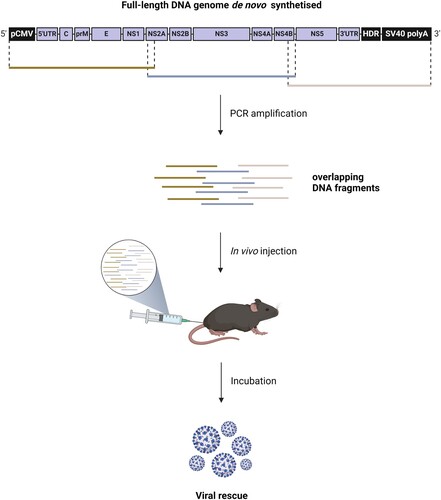 Figure 1. In vivo ISA method: The subgenomic DNA fragments amplified are equimolarly pooled and directly injected into animals. After an incubation period, animals show signs of viral disease that coincide with virus detection.