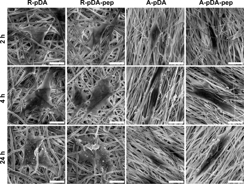 Figure S3 SEM observation of adhering hMSCs on samples in serum-containing growth media.Notes: Due to the effect of adhesive proteins, such as laminin and fibronectin, in serum, no evident difference in cell morphology was observed between R-pDA and R-pDA-pep groups as well as between A-pDA and A-pDA-pep groups at different time points. This finding was correlated with the result of subsequent focal adhesion formation assay, which revealed that there were no significant differences in the paxillin expression between R-pDA and R-pDA-pep groups as well as between A-pDA and A-pDA-pep groups when cells were cultured in the serum-containing media. The possible explanation is that abundant serum-derived adhesive proteins, such as laminin and fibronectin, were adsorbed on the surface of nanofibers, and enabled cells sufficiently spread out on all sample surfaces. Hence, the contribution of nonadhesive BFPs to cell adhesion and spreading was covered by the potent adhesive proteins. Scale bars indicate 15 μm.Abbreviations: SEM, scanning electron microscope; hMSCs, human mesenchymal stem cells; pDA, polydopamine; BFP, bone-forming peptide; h, hours; R, pure randomly oriented PCL nanofiber; A, pure aligned PCL nanofiber; pep, peptide; PCL, polycaprolactone.
