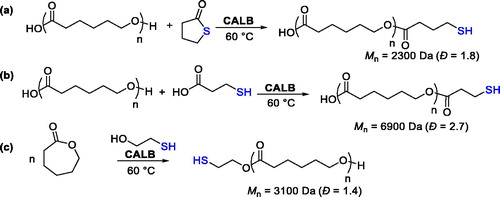 Figure 4. End-functionalization of poly(ε-caprolactone) by chemoselective enzymatic catalyst.[Citation24]