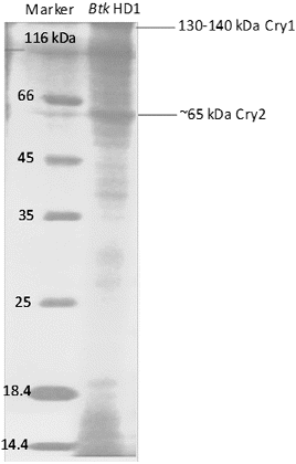 Figure 2. SDS-PAGE (12%) analysis of Btk HD1 spore-crystal mixture.