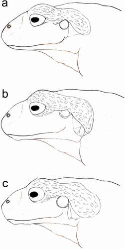 Figura 8. Esquema de diferencias en el tamaño y distribución de las macroglándulas dermales parotoideas (área sombreada) y su cobertura de tímpano en: (A) P. orcesi, (B) P. erythros, (C) P. andinodiabolus sp. nov. Ilustraciones: JCS