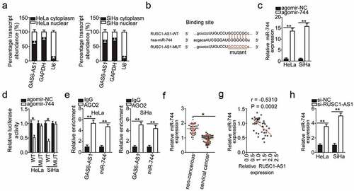 Figure 3. RUSC1-AS1 acts as a molecular sponge of miR-744 in cervical cancer cells. (a) The expression distribution of RUSC1-AS1 in HeLa and SiHa cells was studied by subcellular fractionation plus RT-qPCR analysis. (b) The wild-type (WT) and mutant (MUT) binding sites for miR-744 within RUSC1-AS1 as predicted by bioinformatics analysis. (c) HeLa and SiHa cells were transfected with either agomir-744 or agomir-NC. After that, RT-qPCR was carried out for determining the transfection efficiency. (d) The luciferase reporter assay was performed on HeLa and SiHa cells that were cotransfected with either agomir-744 or agomir-NC and the luciferase reporter plasmid carrying either the WT or mutant miR-744–binding site. (e) The RIP assay was conducted in HeLa and SiHa cell lysates, and the immunoprecipitated RNA was analyzed by RT-qPCR for assessing the enrichment of RUSC1-AS1 and miR-744 on AGO2-containing beads. (f) MiR-744 expression was measured by RT-qPCR in the 45 pairs of cervical cancer tissue samples and adjacent noncancerous tissue samples. (g) Spearman’s correlation analysis was carried out to evaluate the association between RUSC1-AS1 and miR-744 levels in cervical cancer tissues (r = – 0.5310; P = 0.0002). (h) Either si-RUSC1-AS1 or si-NC was introduced into HeLa and SiHa cells. MiR-744 expression in the transfected cells was evaluated via RT-qPCR. *P < 0.05 and **P < 0.01