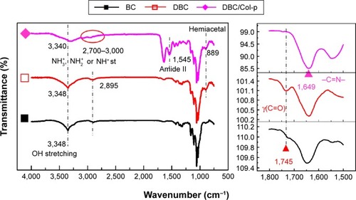 Figure 2 Left: FTIR spectroscopy of BC, DBC, and DBC/Col-p composite membranes; right: FTIR spectra around 1,800–1,500 cm−1.Abbreviations: BC, bacterial cellulose; DBC, dialdehyde bacterial cellulose; Col-p, collagen peptide; st, stretching; FTIR, fourier transform infrared.