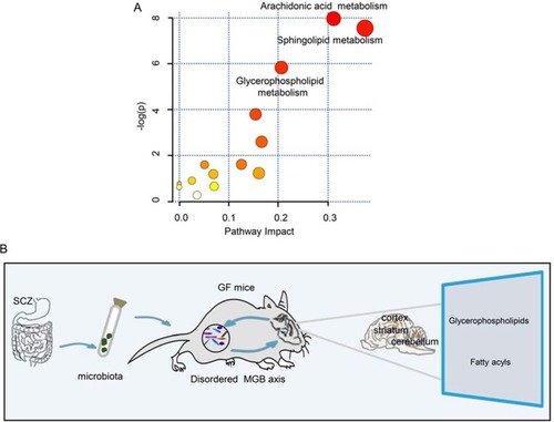 Figure 6 (A) Metabolite pathways of lipids. Color variations (from yellow to red) indicate metabolites from the database with different levels of significance. (B) Schematic representation of the findings. The gut microbiota may be associated with the onset of schizophrenia-relevant behaviors via regulation of glycerophospholipid and fatty acyl metabolism.