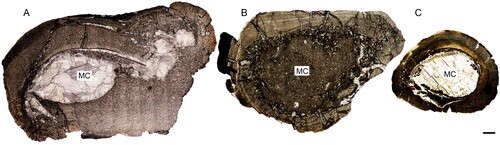 FIGURE 4. Osteohistology of two theropod tibiae from the Early Jurassic of South Africa compared with a fully grown Megapnosaurus rhodesiensis tibia. A, BP/1/6125 tibia with no visible growth marks is the largest of the set. B, BP/1/4903 tibia has one clear LAG and possibly two other growth marks. C, adult M. rhodesiensis (BPI001). The study specimens are both juveniles/early subadults and larger than the largest known M. rhodesiensis specimen. Scale bar equals 2 mm. Abbreviation: MC, medullary cavity.