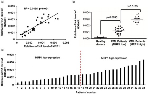 Figure 1. Expressions of MRP1 and lncRNA HOTAIR in CML patients. (a) The expression of MRP1 and lncRNA HOTAIR were both detected via real-time PCR in CML patients (n = 34), and the correlation between the expression level of lncRNA HOTAIR and MRP1 was analyzed using the Pearson correlation analysis. (b) The 34 samples were divided into two groups according to the median expression of MRP1 gene. (c) lncRNA HOTAIR expression was detected in CML patients including healthy donors (n = 4), and the MRP1 low expression group (n = 17) and MRP1 high expression group (n = 17) were classified according to the median number. Relative lncRNA HOTAIR expression was determined using the formula 2−ΔΔCt with GAPDH as an internal control.