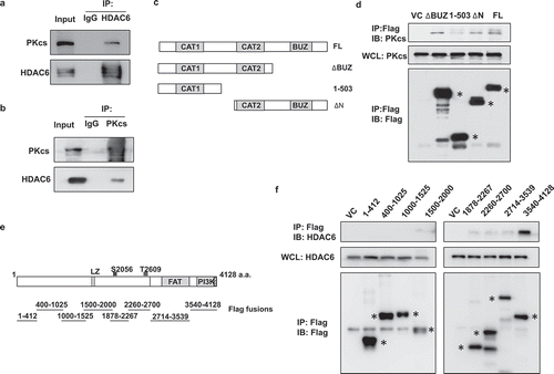 Figure 6. DNA-PKcs interacts with HDAC6. (a and b) HeLa cell lysates were immunoprecipitated with anti-HDAC6 (a) or anti-DNA-PKcs (b) followed by detecting DNA-PKcs and HDAC6 through immunoblotting. (c) Schema of Flag-tagged HDAC6 expression constructs. (d) Full length and truncated Flag-HDAC6 fusion proteins expressed in 293 T cells were immunoprecipitated and analyzed by immunoblotting, as indicated. (e) Schema of truncated Flag-DNA-PKcs expression constructs. (f) Various Flag-DNA-PKcs truncations were transfected into 293 T cells, immunoprecipitated, and analyzed by immunoblotting