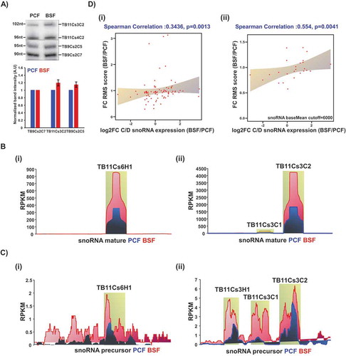 Figure 3. snoRNA expression analysis. (A) Total RNA (10 μg) from PCF or BSF was separated on a 12% denaturing polyacrylamide gel and detected by northern blotting with complementary probes to the specified snoRNAs. Data are presented as mean ± S.E.M. Experiments were done in triplicate (n = 3). TB9Cs2C7 was used as loading control. (B) Coverage of selected snoRNA coding regions in T. brucei small RNome. The read distribution profile of the selected snoRNA coding sequence based on the PCF (blue) and BSF (red) small RNA libraries described in this study. (C) Coverage of selected snoRNA precursors. The read distribution profile of the snoRNA precursor sequence based on the PCF (blue) and BSF (red) libraries, as described in [Citation45]. D) Correlation between Nm level and snoRNA expression. (I) Pairwise comparison of RMS score fold-change and snoRNA expression fold-change (log2) in both life stages from at least three independent libraries. Spearman’s correlation coefficient (R) and p-value are indicated. (ii) Pairwise comparison of RMS score fold change and snoRNA expression fold-change (log2) using a cut-off of baseMean >6000, in both life stages.