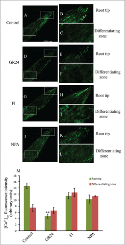 Figure 3. CLSM analysis of cytosolic calcium ion [Ca2+]cyt distribution using Oregon green BAPTA-1 in the lateral roots of 6d old seedling grown in the distilled water (control; A–C) and other pharmacological agents (GR24, Fl, NPA; D–L). Magnification 20X; scale bar = 100 µm. Histogram shows relative fluorescence intensity of calcium ion distribution in the respective samples (M). Each datum indicates mean ± SE from at least 3 replicates, showing changes to be significant at different levels (*P < .05, **P < .01, ***P < .001) from the control, analyzed by one-way ANOVA.