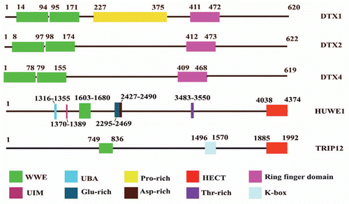 Figure 6 Molecular structures of DTX1, DTX2, DTX4, TRIP12 and HUWE1. The molecular structure of DTX1, DTX2, DTX4, TRIP12 and HUWE1 containing WWE domains, ring finger domains, HECT domain as well as other domains or motif is illustrated in different color.