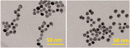 Figure 3. HR-TEM images of AgNPs capped with gelatin.