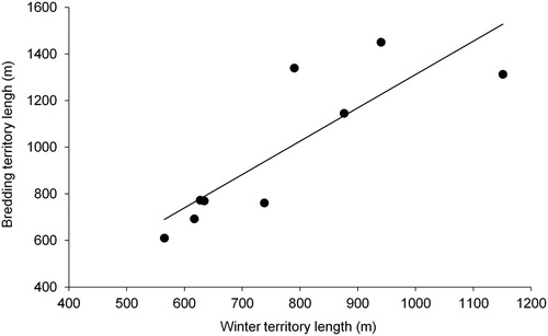 Figure 3. The relationship between winter territory length and breeding territory length in pairs of Dippers which remained together throughout the study period.