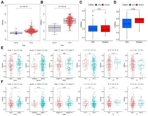 Figure 9 mDNAsi/mRNAsi associated with CSMD1 mutant status and clinicopathological characteristics. (A and B) Differences in mDNAsi/mRNAsi between tumor and normal group. (C and D) Differences in mDNAsi/mRNAsi between the CSMD1 mutant group and the wild group. (E/F) Differences in mDNAsi/mRNAsi between different subtypes of each clinicopathological.