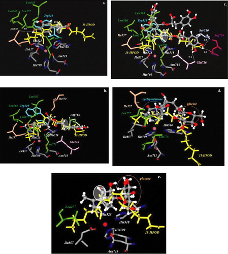 Figure 4 Docked orientations of a. caffeic acid (1) b. rosmarinic acid (2) c. lithospermic acid B (3) d. 12-hydroxyjasmonic acid 12-O-β-glucopyranoside (4) and e. p-menth-3-ene-1,2-diol 1-O-β-glucopyranoside (5) (illustrated as a ball-and-stick model colored by atom type) with additional depiction of selected amino acid residues of soybean lipoxygenase (PDB IK3) as well as 13-HPOD (drawn as sticks). Hydrogen bonds and polar interactions are shown as dotted lines. White colored circles highlight double bond position of the compounds. Iron atom is illustrated as a sphere (colored magenta). Coloured plate can be viewed in the online version.