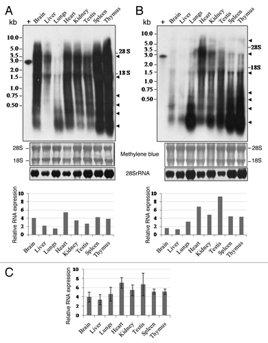 Figure 3. Expression of P1-LINE RNA in adult rat tissues by northern blot. RNA expression of P1-LINE in eight different tissues of adult rat was examined by northern blot hybridization using 32P-labeled 2.8 kb P1-LINE DNA probe. Heterogeneous RNAs of ~5.0 to 0.2 kb sizes were detected. Some distinct transcripts are marked with arrows. 100 pg of the unlabelled probe was used as a positive control (+) for hybridization. Equal loading of total RNA in the gel is shown by methylene blue staining of 28S and 18S rRNAs. Expression of 28S rRNA is shown as an internal reference. (A) and (B) represent two experiments showing RNA expression for two out of four individual rats, Figure S2A and Brepresent the other two rats. Densitometric quantitation of P1-LINE RNA normalized to 28S rRNA is represented as relative RNA expression. (C) Relative RNA expression of P1-LINE (Mean ± SEM, see Table 4) from the four rats.