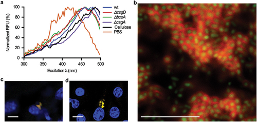 Figure 5. Optotracing differentiates biofilms according to ECM components and detects in vitro as well as intracellular biofilms. (a) normalized spectra of h-FTAA mixed with re-suspended biofilm colonies harvested from Salmonella 3934 wild type (wt), ΔcsgD, ΔbcsA and ΔcsgA grown for 48 h on LB agar without salt, with emission read at 545 nm. h-FTAA mixed with cellulose and PBS were assayed in parallel for reference. (b) fluorescence confocal microscopy of an unfixed, live biofilm formed by the GFP-expressing Salmonella strain 3934 wt stained with h-FTAA. GFP-expressing bacteria (green) are surrounded by the extracellular matrix to which the optotracer binds (red). (c, d) fluorescence confocal microscopy of S. typhimurium 14028 ssaG:gfp+ (green) infecting (c) the macrophage cell RAW264.7 and (d) the liver in mouse. The optotracer stain shows that cellulose is expressed (red), Hoechst 33,324 shows cell nuclei (blue). Single optical sections are shown. Scale bar = 10 μm. Reprinted from Choong et al. 2016 [Citation90], (open access CC by 4.0).