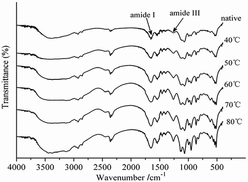 Figure 6. FTIR spectra of purified PPO during the thermal treatments from 40 to 80°C for 10 min.