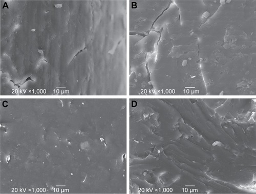 Figure 2 SEM images of the (A) external surface and (B) cross-section of the blank implant, and (C) external surface and (D) cross-section of the MTX-loaded implants (magnification ×1,000).