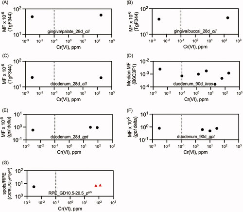 Figure 4. Summary of in vivo Cr(VI) mutation assays employing drinking water exposure. Red triangles indicate data points that differed significantly from concurrent controls. For clarity, variance data have been removed. The dotted line marks the current MCL of 0.1 ppm total Cr. Text on each plot designates the tissue examined, duration of exposure, and gene measured. Source: (A, B): Thompson Young et al. (Citation2015); (C) Thompson et al. (Citation2017); (D) O’Brien et al. (Citation2013); (E,F) Aoki et al. (Citation2019); (G) Kirpnick-Sobel et al. (2006).