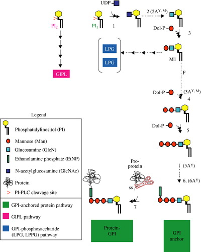 Figure 1.  Biosynthesis of glycosylphosphatidylinositol (GPI)-glycoconjugates. Shown is the GPI biosynthesis pathway in eukaryotes. Steps that are unique to the respective organism are indicated as follows: yyeast; mmammalian cells (reviewed in Citation[134]). GIPLs and the GPI-phosphosaccharides, e.g., lipophosphoglycan (LPG) or lipophosphopeptidoglycan (LPPG), are formed from distinct intermediates in the GPI biosynthesis pathway, designated, respectively as PI2 and M1 (Manα1-4GlcN-PI) Citation[135]. Specific enzymatic reactions: (1) GlcNAc transferase complex, addition of GlcNAc to PI; (2) GlcNAc-PI-de-N-acetylase, removal of N-acetyl group from GlcNAc; (2A) inositol-acyltransferase, addition of acyl group to GlcN-PI at position 2y,m; (3) GPI-α1-4mannosyltransferase (GPI-α1-4MT), transfer of mannose to position 4 of GlcN; (F) Flippase, translocation of GPI intermediate from the cytoplasmic to the luminal face of endoplasmic reticulum; (3A) Ethanolamine phosphotransferase (EtNPT-I), addition of EtNP to the first mannosey,m; (4) GPI-α1-6MT, transfer of mannose to position 6 of the first mannose; (5) and (5A) GPI-α1-2MT, transfer of mannose to position 2 of the second and thirdy mannose, respectively; (6) EtNPT-III, transfer of EtNP to the third mannose at position 6; (6A) EtNPT-II, transfer of EtNP to the second mannose at position 6y; (7) Transamidase complex, cleavage of C-terminal GPI addition signal sequence (ss) of the precursor protein and attachment of GPI. This Figure is reproduced in color in Molecular Membrane Biology online.